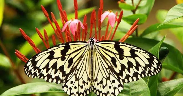 Leuconoe