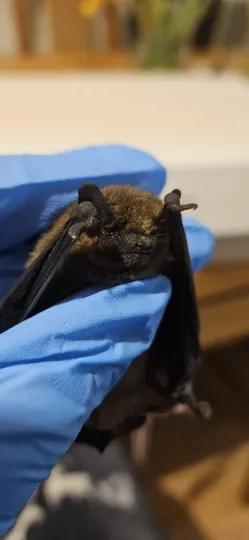 Common pipistrelle