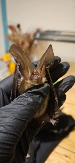 Brown long-eared bat
