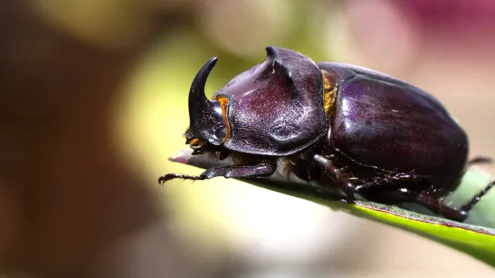 European rhinoceros beetle