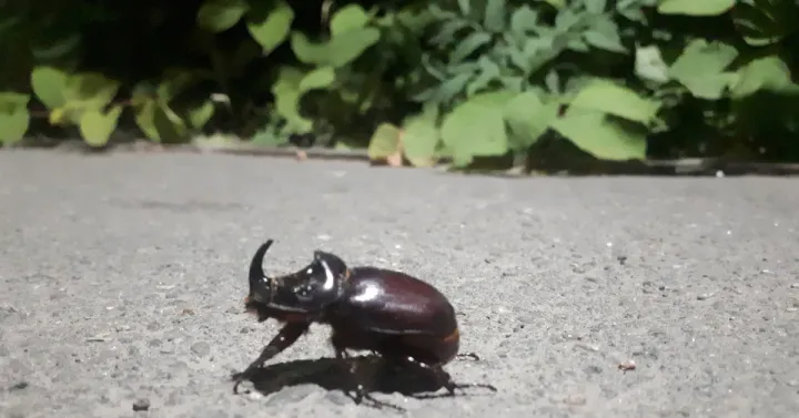 European rhinoceros beetle