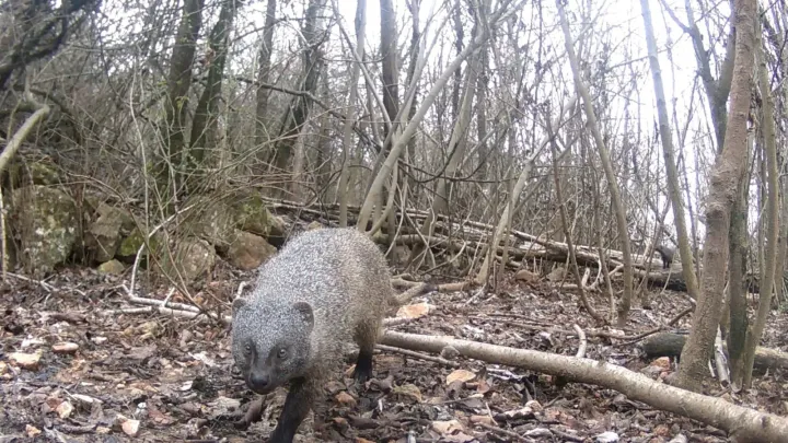 Egyptian mongoose