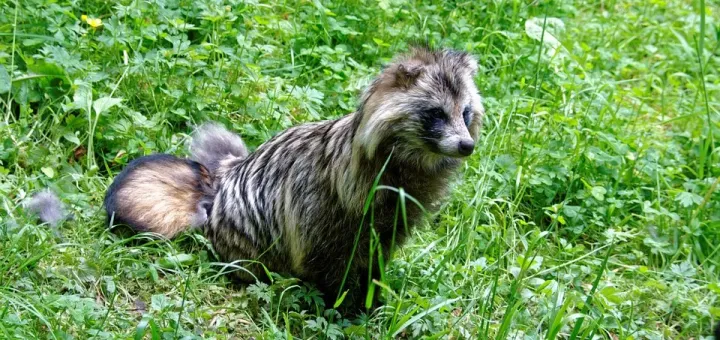 Raccoon dog