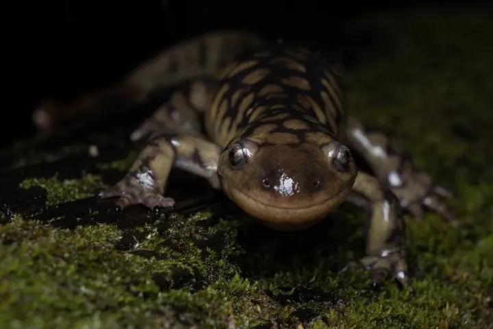 Tiger salamander