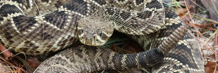 Гремучая змея