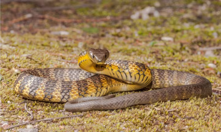 Tiger snake