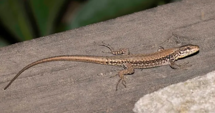 Wall lizard