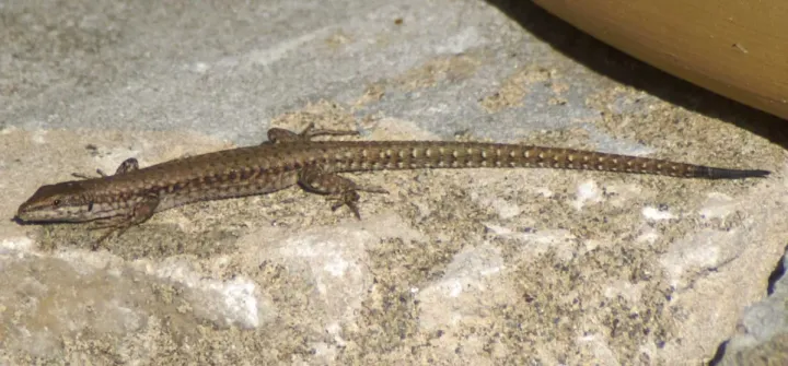Iberian wall lizard