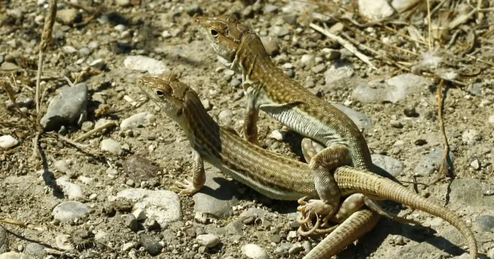 Fringe-toed lizard