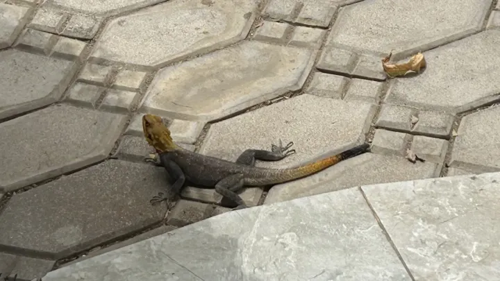 Common agama