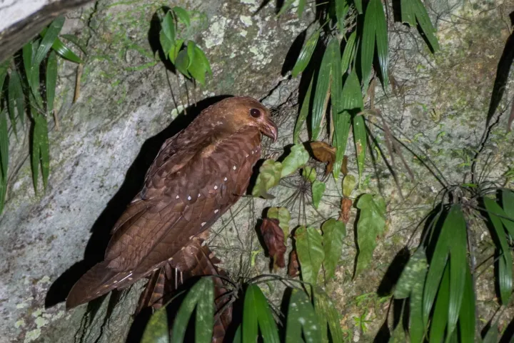 Oilbird