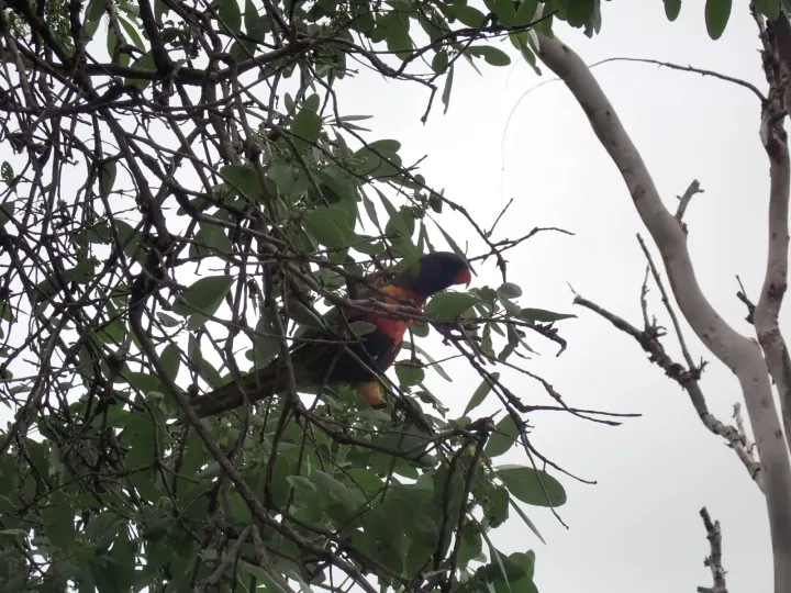 Rainbow lorikeet