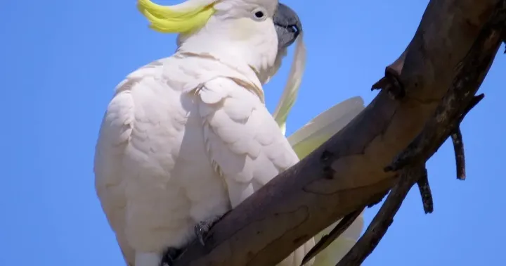 Cockatoo