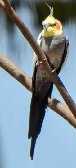 Cockatiel