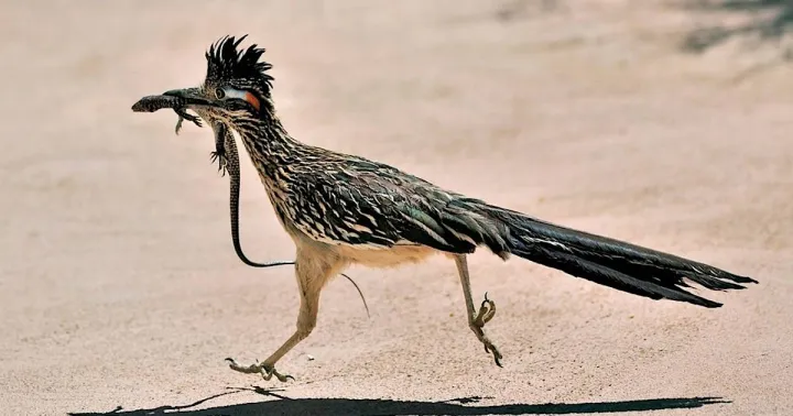 Greater roadrunner