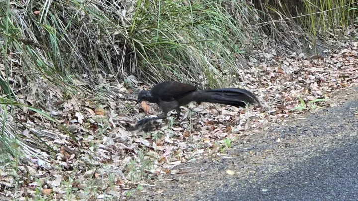 Superb lyrebird