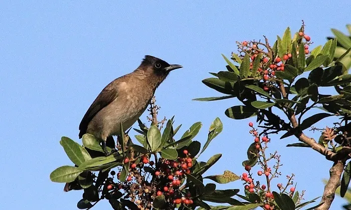 Dark-capped bulbul