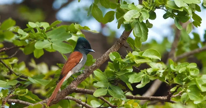 African paradise flycatcher