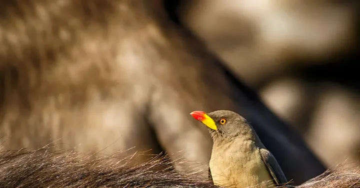 Yellow-billed oxpecker
