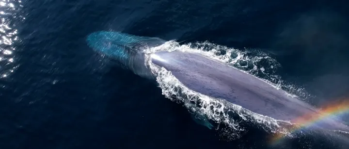 Blue whale