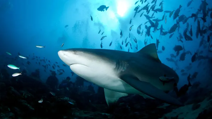 Bull shark