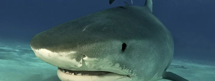Tiger shark