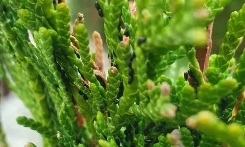 Cypress aphid