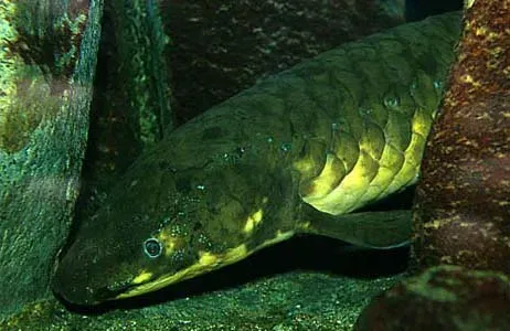 Australian lungfish