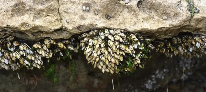 Barnacle