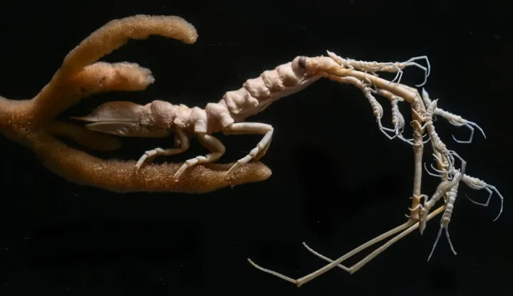 Caprella