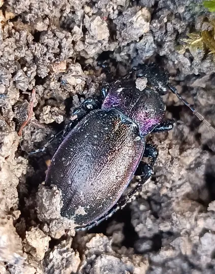 Wood ground beetle