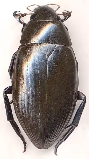 Great silver water beetle