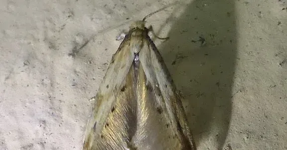 Epermenia aequidentella