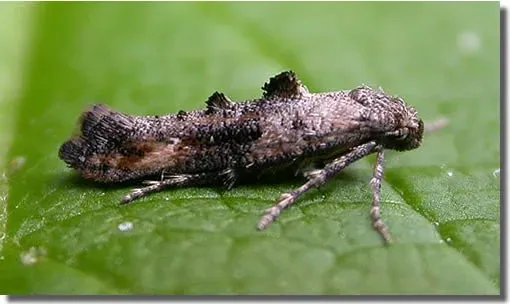 Parsnip moth