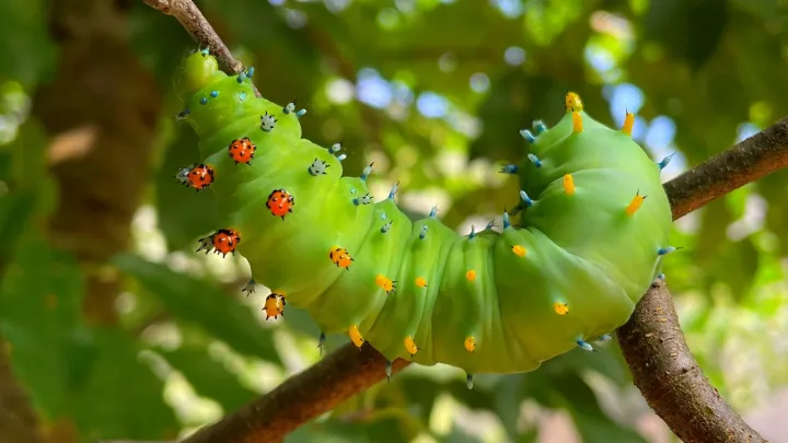 Cecropia moth