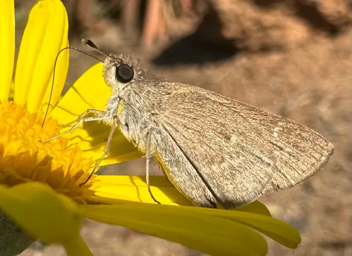 Gegenes pumilio