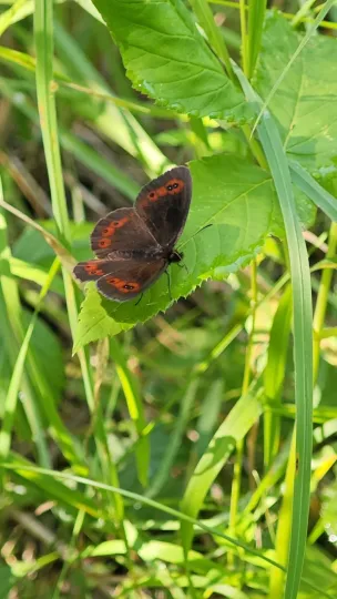 Scotch argus