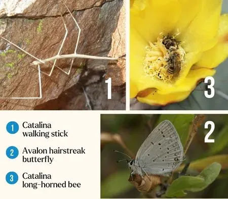 California pygmy grasshopper