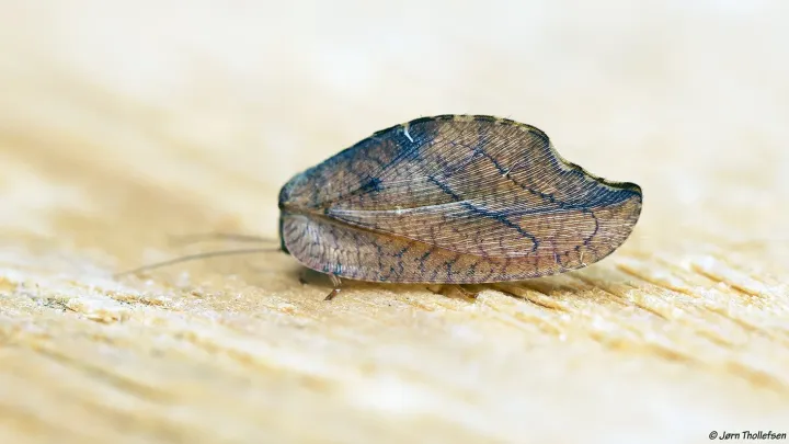 Drepanepteryx