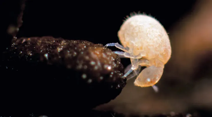 Megalothorax