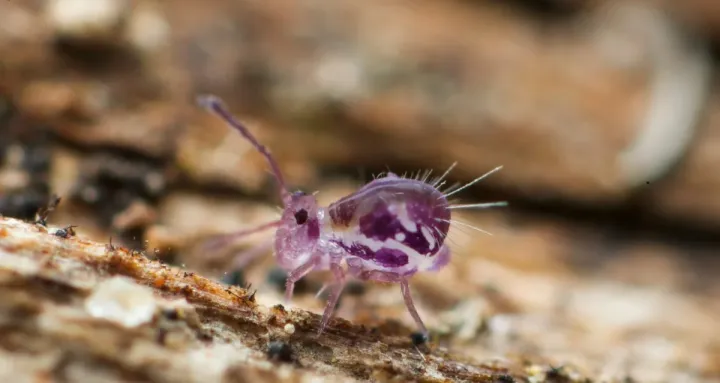 Deuterosminthurus