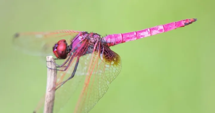 Trithemis