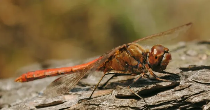Sympetrum dragonfly