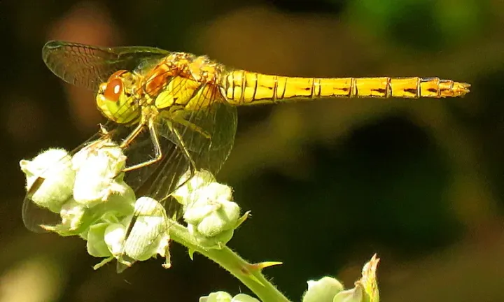 Common darter