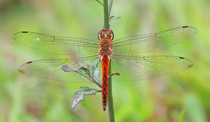 Globe skimmer