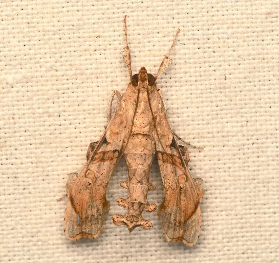 Erythrina moth