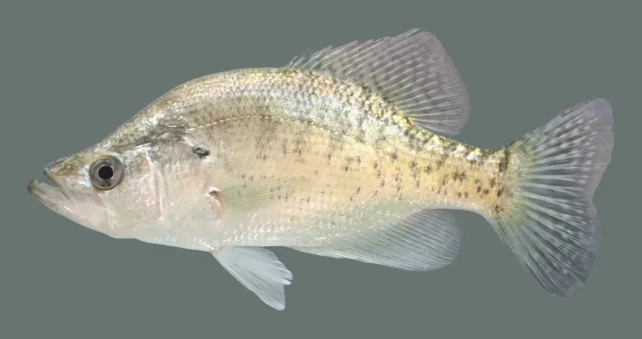 White crappie