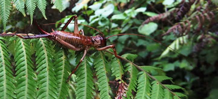 Giant weta