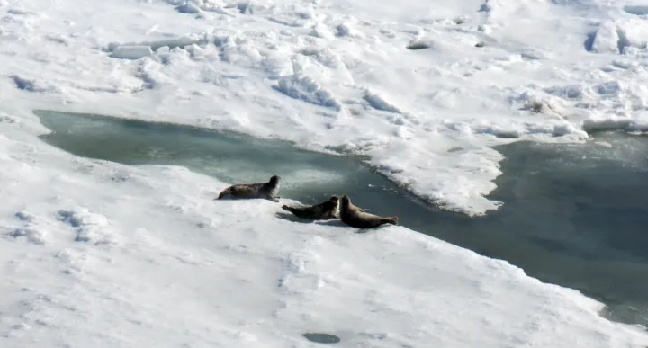 Ringed seal