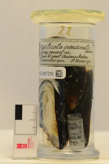 Mytilicola intestinalis